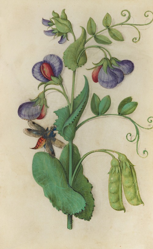 Wild Pea (Pisum sativum) with a moth