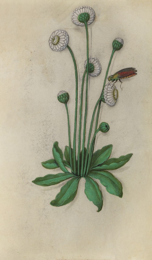 Cultivated Daisy (Bellis perennis) with a colourful fly