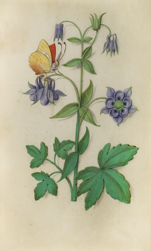 Columbine (Aquilegia vulgaris) with a brimstone butterfly
