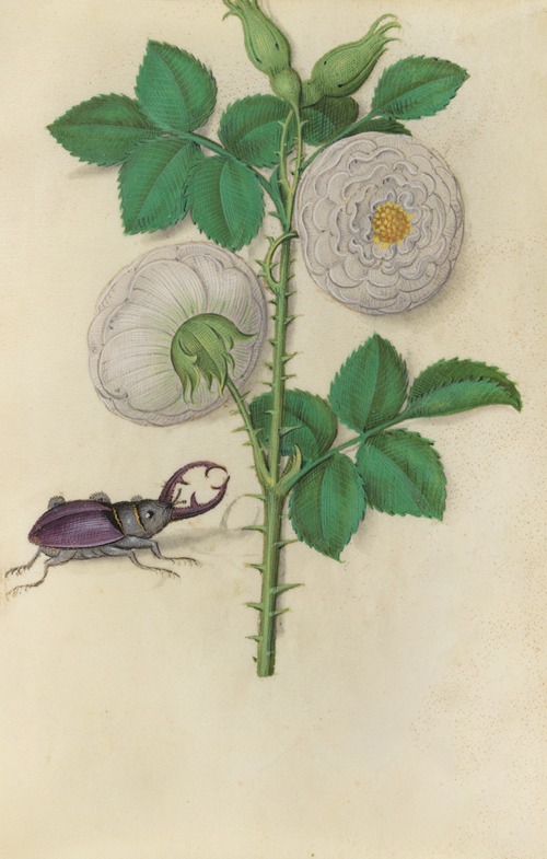 White Rose of York (Rosa alba) with a stag beetle