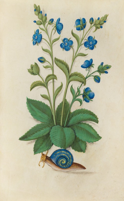 Speedwell (Veronica chamaedrys) with a grapevine snail in a blue shell