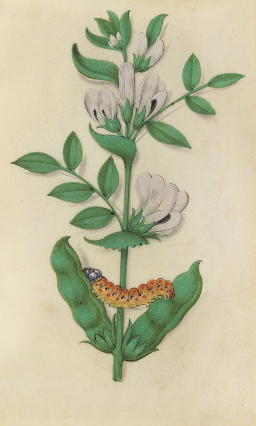 Fava Bean, fruits and flowers (Vicia faba) with a caterpillar