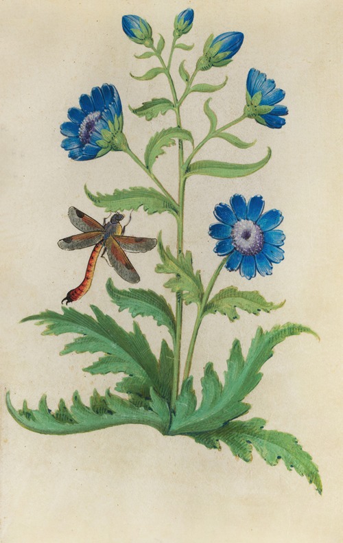 Chicory (Cichorium intybus) with a dragonfly