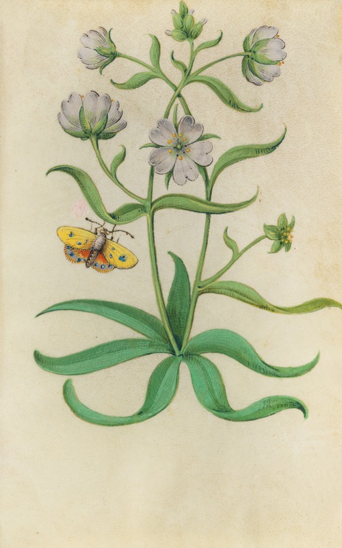 Snow in Summer (Cerastium tomentosum) with blue, orange and yellow butterfly