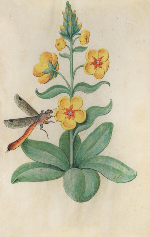 Dark Mullein (Verbascum nigrum) with a dragonfly