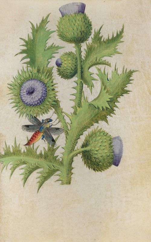 Scottish Thistle (Onopordium acanthium) with a dragonfly