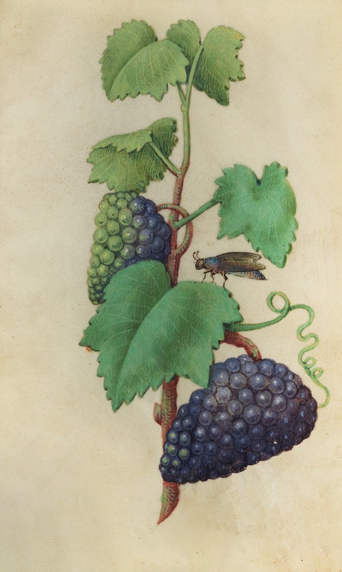 Grapevine (Vitis vinifera) with a fly