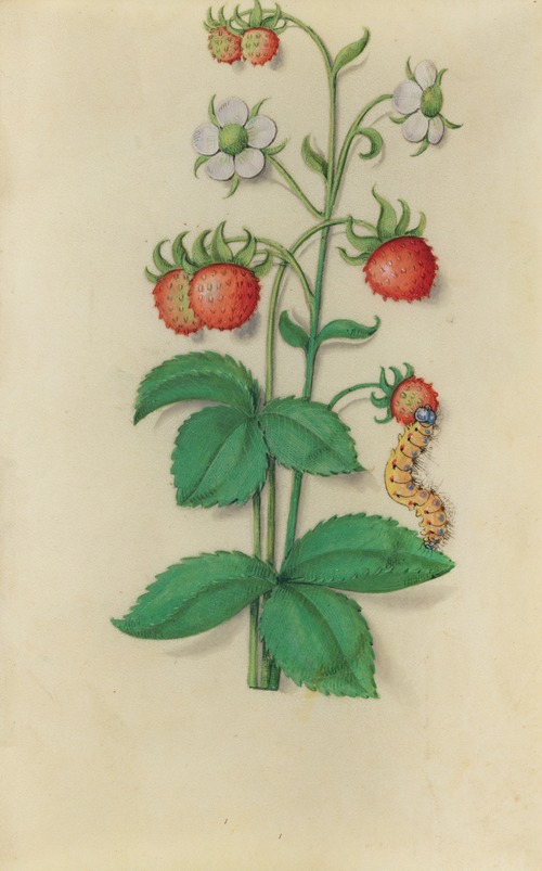 Wild Strawberry (Fragaria vesca) with a caterpillar