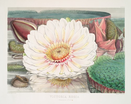 Victoria Regia (Expanded Flower)