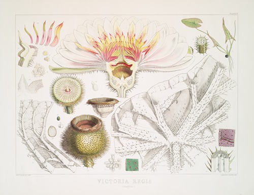Victoria Regia. (Analyses)