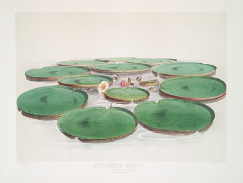 Victoria Regia