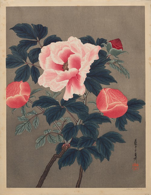 Peonies