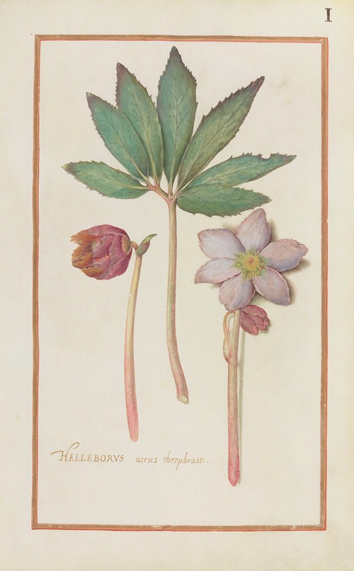 Helleborus verus theoprastii