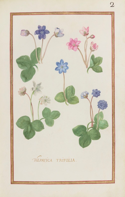 Hepatica trifolia