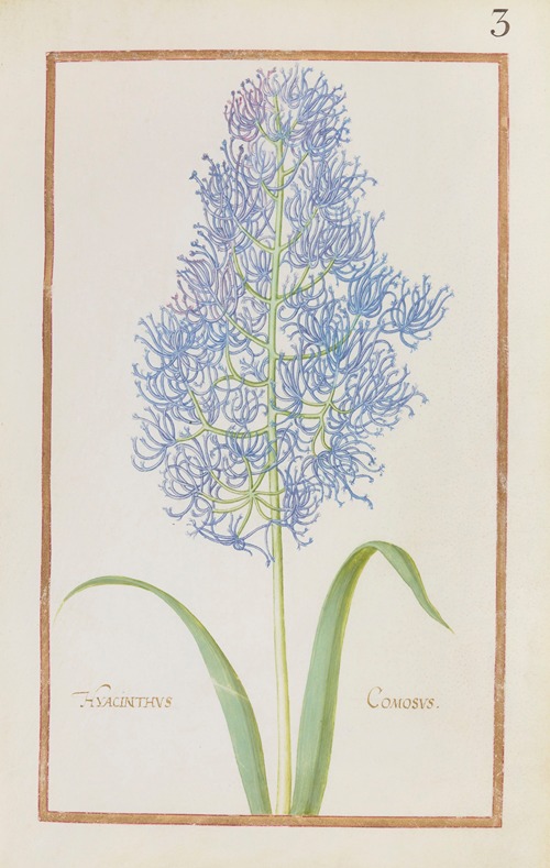 Hyacinthus comosus
