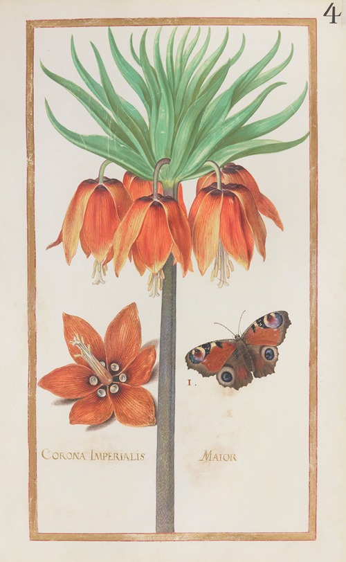 Corona imperialis maior