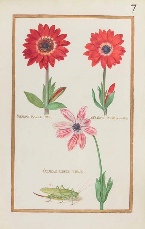 Anemone double lierre ; anemone double incarnadine ; anemone simple variée