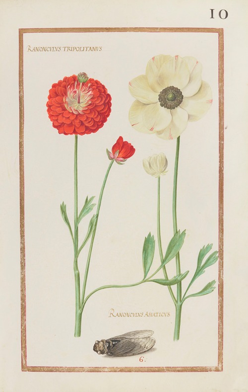 Ranonculus tripolitanus ; ranonculus asiaticus