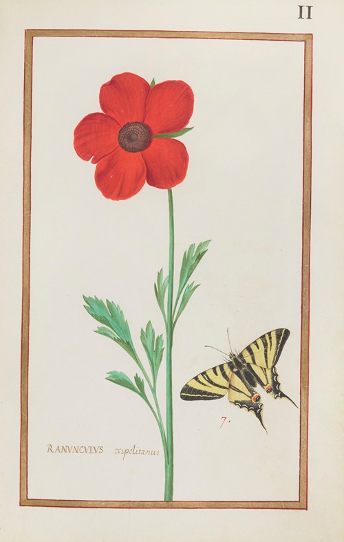 Ranunculus tripolitanus