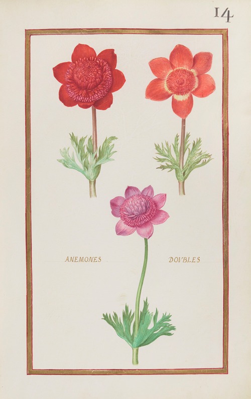 Anemones doubles