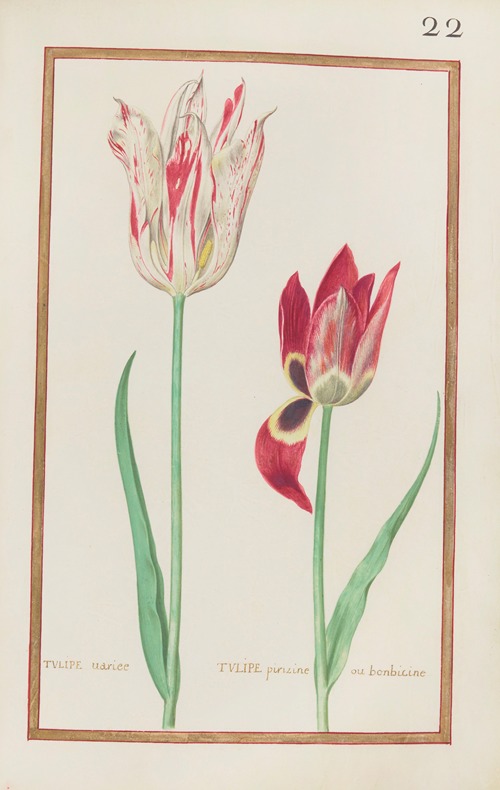 Tulipe variee ; tulipe pirizine ou bonbicine