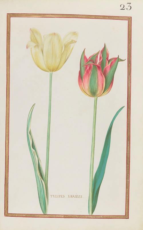 Tulipes variees