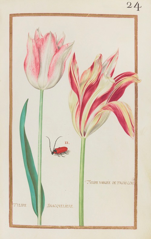 Tulipe variee de trois coul. ; Tulipe bracqueliere