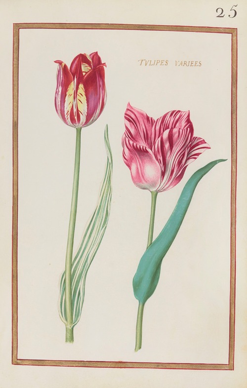 Tulipes variees