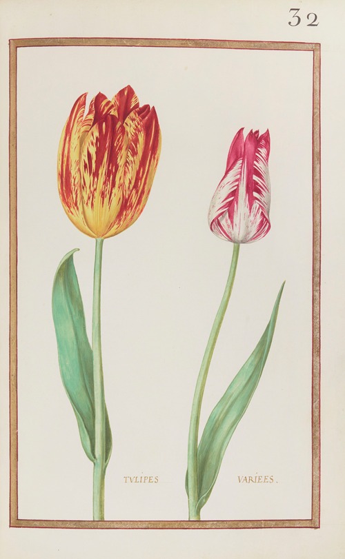 Tulipes variees
