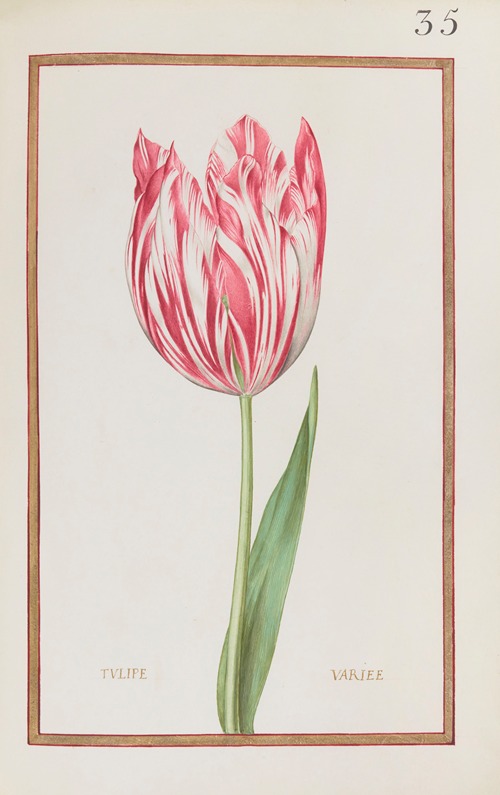 Tulipe variée