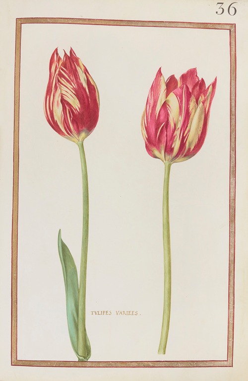 Tulipes variées