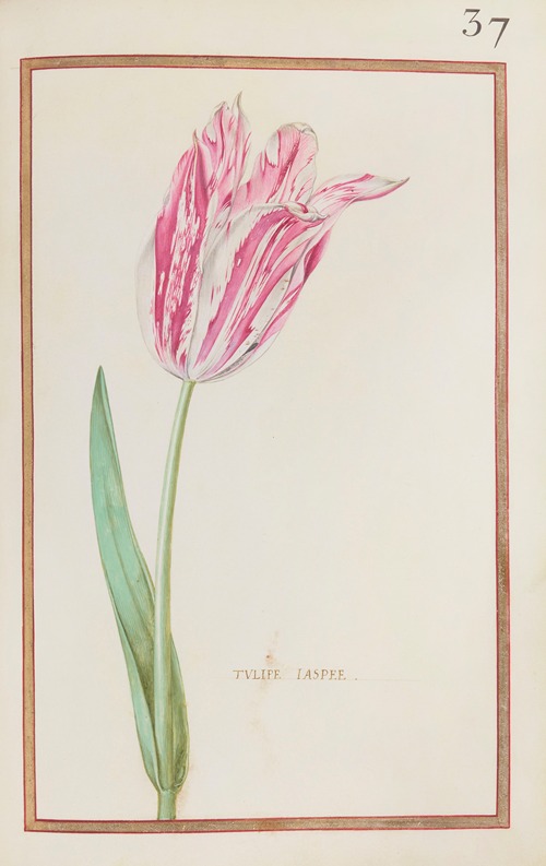 Tulipe jaspee