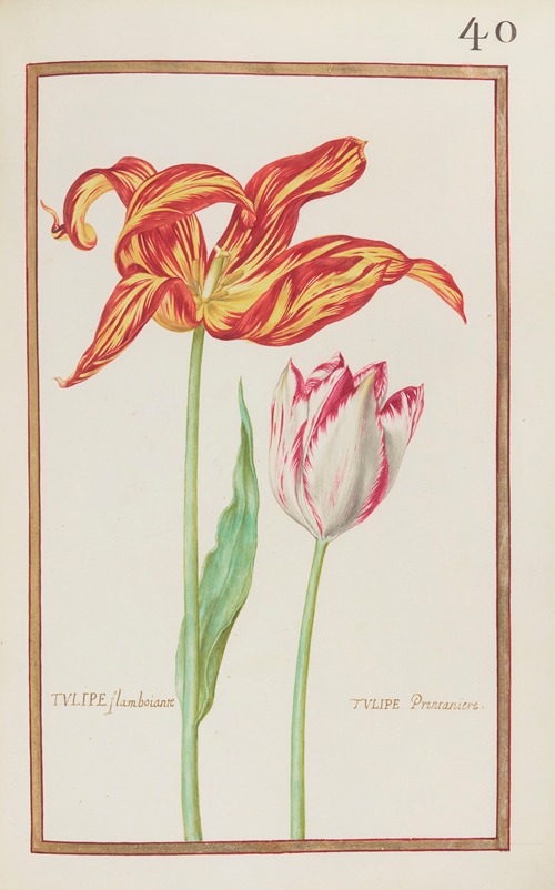 Tulipe flamboiante