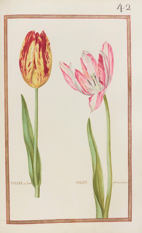 Tulipe paletot ; tulipe printaniere