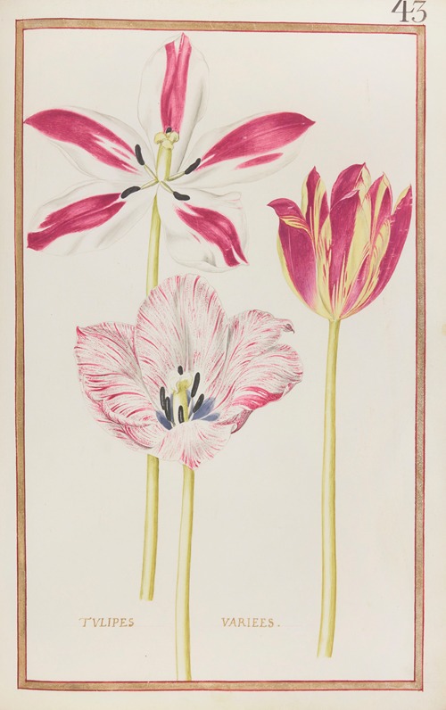 Tulipes variees