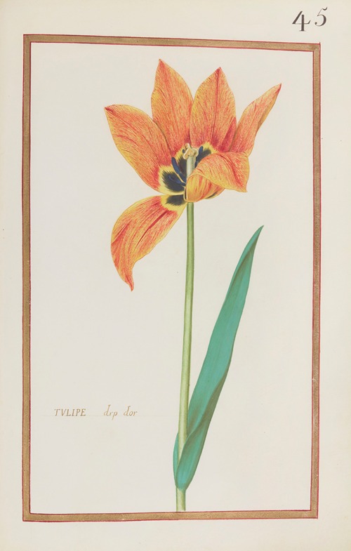 Tulipe drp dor