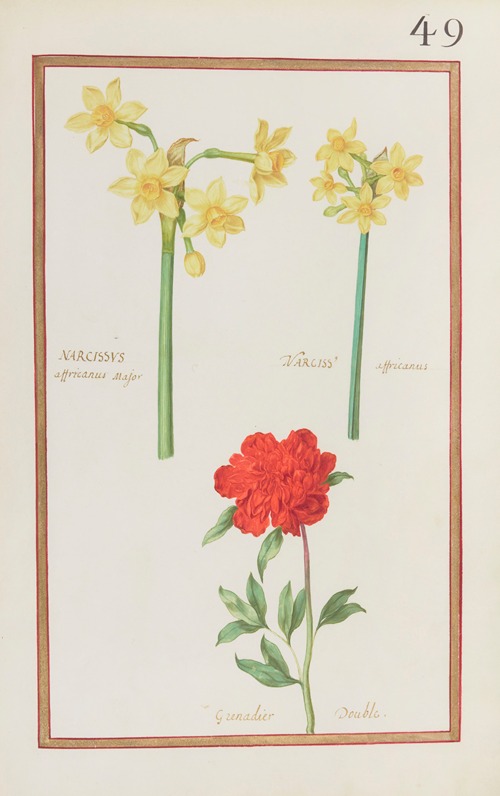 Narcissus africanus major ; narciss. africanus ; grenadier double