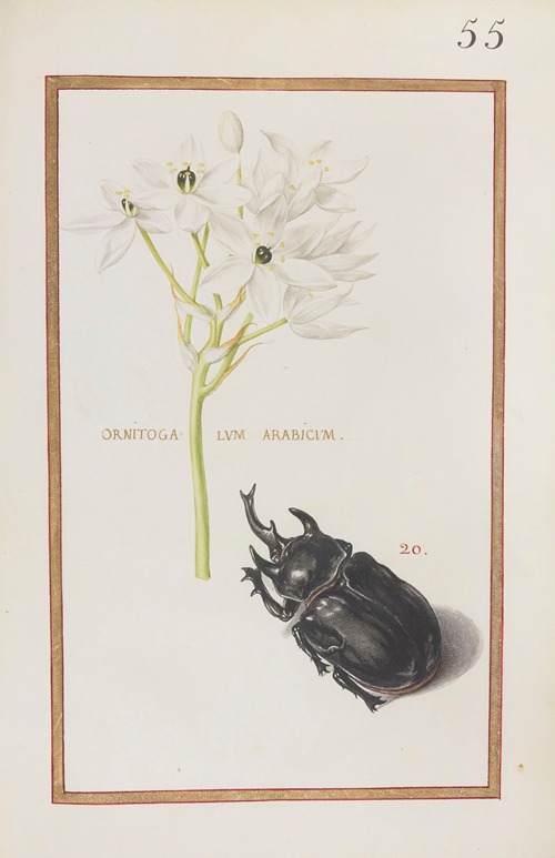 Ornitogalum arabicum