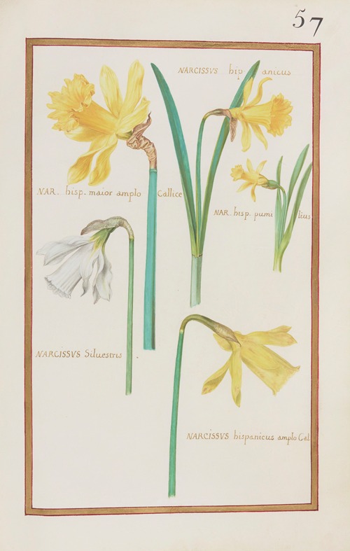 Narcissus hipanicus ; nar. hisp. maior amplo callice ; nar. hisp. pumilius ; narcissus silvestris