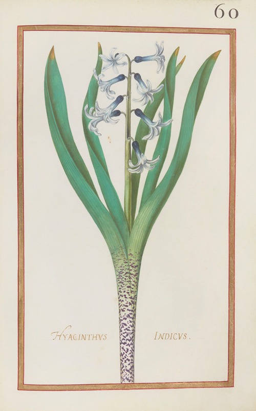 Hyacinthus indicus