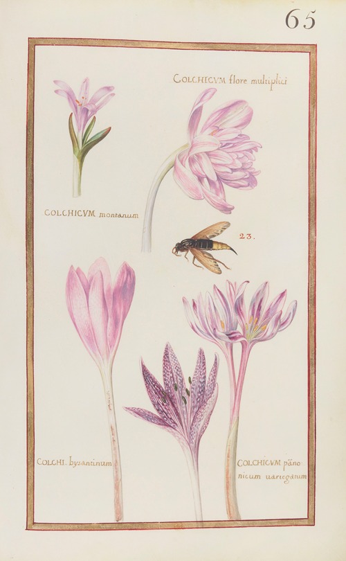 Colchicum flore multiplici; colchicum montanum ; colchi. bysantinum ; colchicum panonicum variegatum