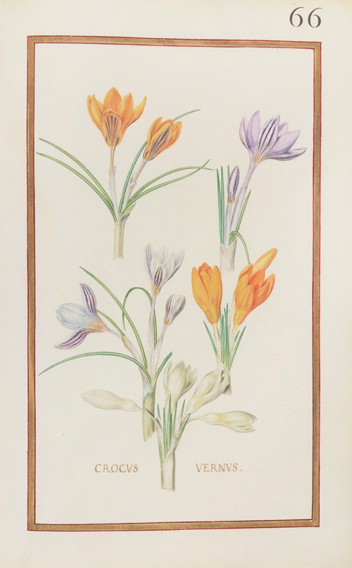 Crocus vernus