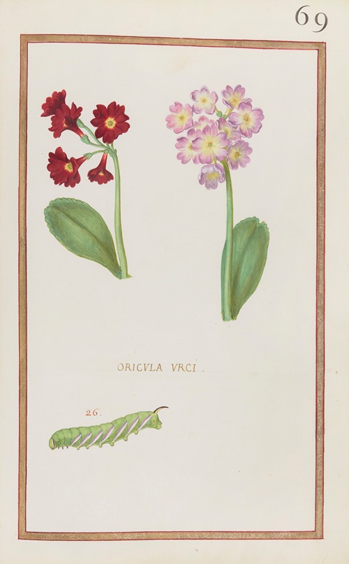 Oricula urci