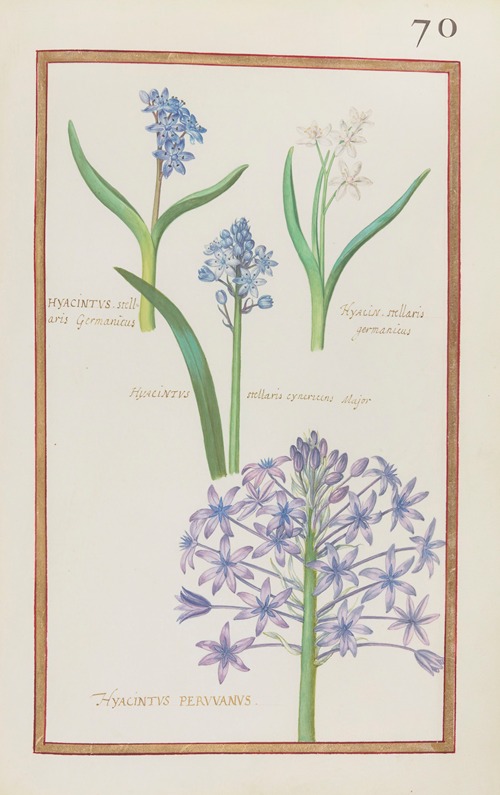 Hyacinthus stellaris germanicus ; hyacin. stellaris germanicus ; hyacinthus stellaris cynericeus major ; hyacintus peruvanus