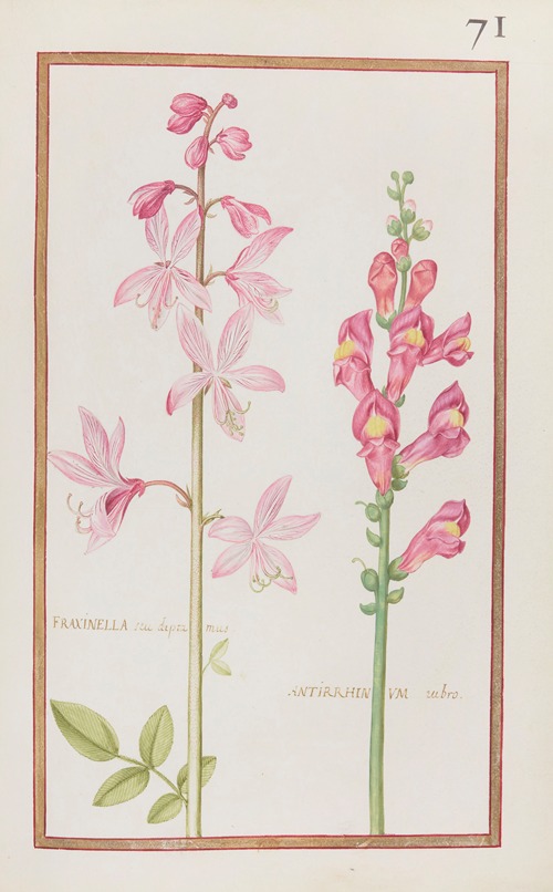 Fraxinella seu diptamus ; antirrhinum rubro