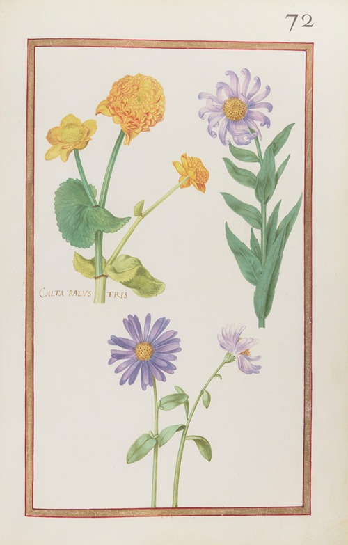 Calta palustris