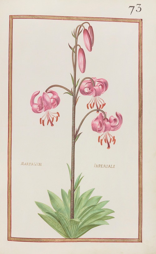 Martagum imperiale