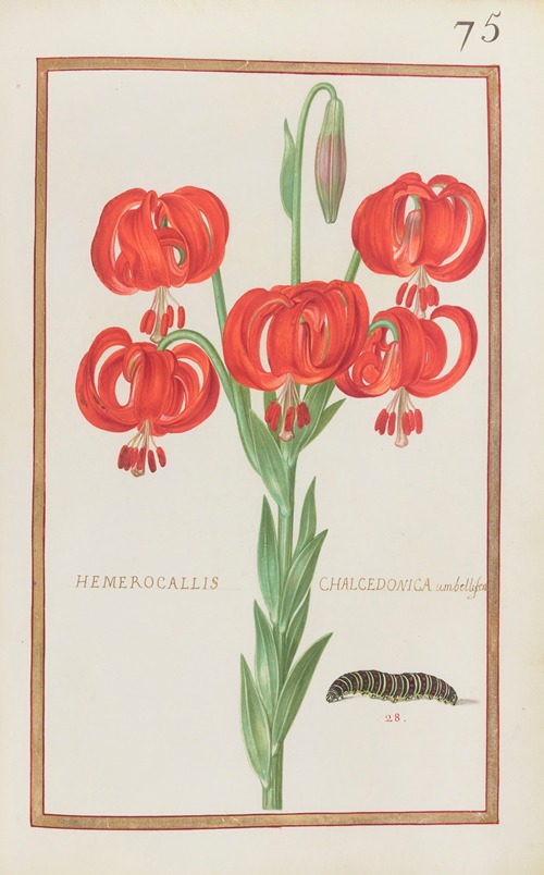 Hemerocallis chalcedonica umbellifera