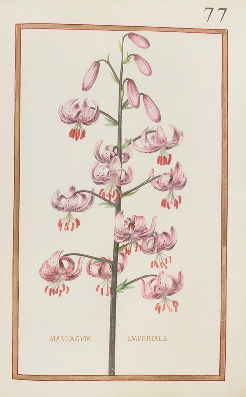 Martagum imperiale
