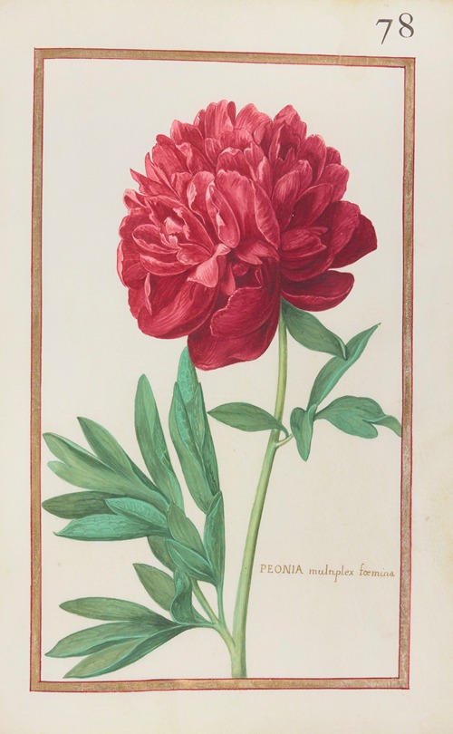 Peonia multiplex foemina